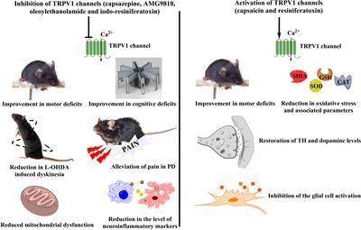 Transient Receptor Potential Channels as an Emerging Target for the Treatment of Parkinson’s Disease: An Insight Into Role of Pharmacological Interventions